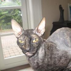 Cornish Rex poisen Ivy