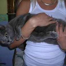 Huskat Frederik  *DØD*