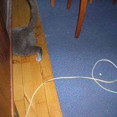 Huskat Frederik  *DØD*