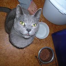 Huskat Frederik  *DØD*