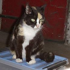 Blanding af racer † Misse mor †