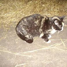 Blanding af racer † Misse mor †