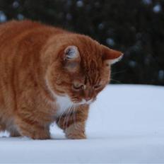 Blanding af racer Kisser