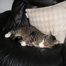 Blanding af racer filur