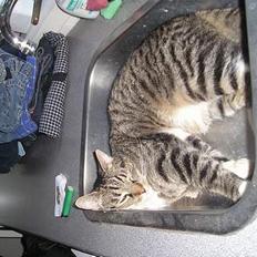 Blanding af racer filur