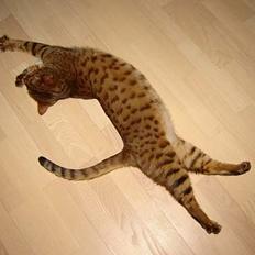 Bengal Bagheera
