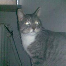 Huskat Mickey(solgt)