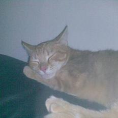 Huskat Mikkel(solgt)