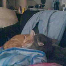 Huskat Mikkel(solgt)