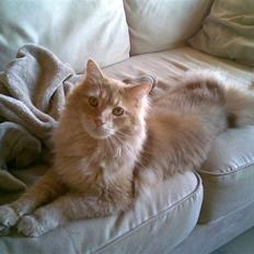 Maine Coon Aslan
