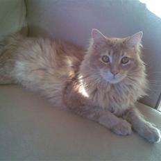 Maine Coon Aslan