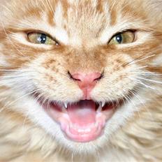 Maine Coon Garfield P