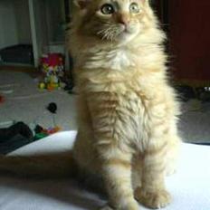 Maine Coon Garfield P