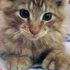 Maine Coon Garfield P