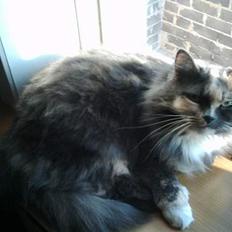 Norsk Skovkat stoffer