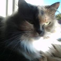 Norsk Skovkat stoffer