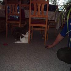 Norsk Skovkat stoffer