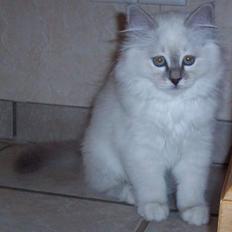 Hellig Birma Mandina Kid's Diamond