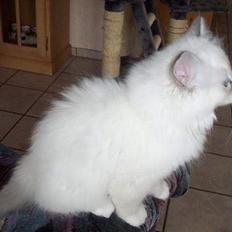 Hellig Birma Mandina Kid's Diamond