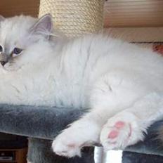 Hellig Birma Mandina Kid's Diamond