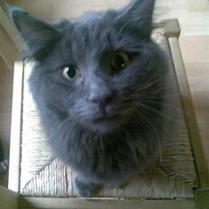 Norsk Skovkat Ballou