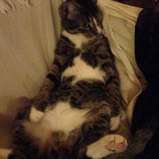 Blanding af racer Mickey