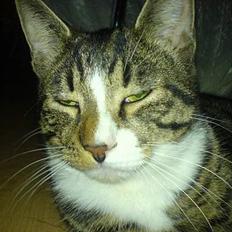 Blanding af racer Mickey