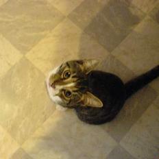 Blanding af racer Mickey