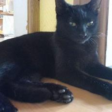 Blanding af racer Mollie