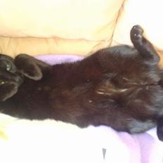 Blanding af racer Mollie