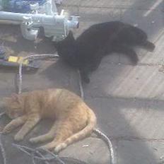 Blanding af racer Garfield