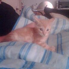 Huskat Mikkel(solgt)