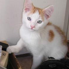 Blanding af racer Phoenix