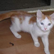 Blanding af racer Phoenix