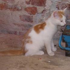 Blanding af racer Phoenix