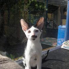 Orientaler Barbie Girl