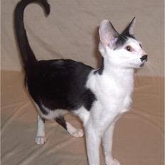 Orientaler Barbie Girl