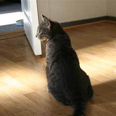 Blanding af racer Kija