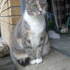 Blanding af racer Kia