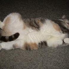 Blanding af racer Kia