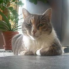 Blanding af racer Kia