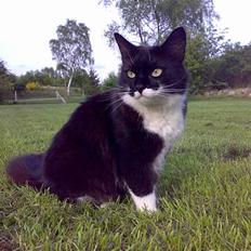 Blanding af racer - Walther