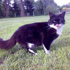 Blanding af racer - Walther