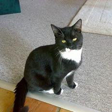 Blanding af racer Roberto