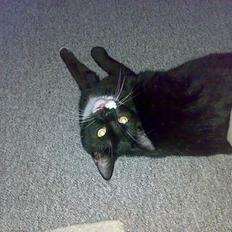 Blanding af racer Roberto