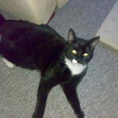 Blanding af racer Roberto