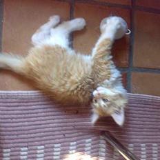 Maine Coon Rujo Rapido