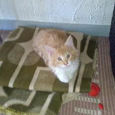 Maine Coon Rujo Rapido