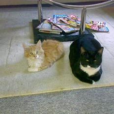 Maine Coon Rujo Rapido