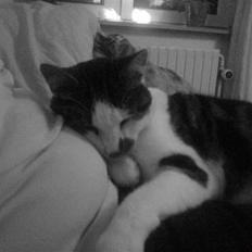 Huskat Pjevs *Bort givet* :'[ <3